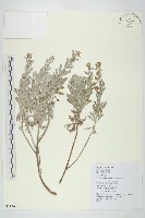 藏品(蘄艾、芙蓉菊)的圖片