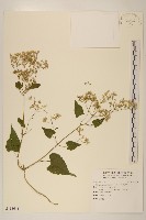 藏品(小花蔓澤蘭)的圖片