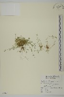 藏品(瓜槌草、漆姑草)的圖片