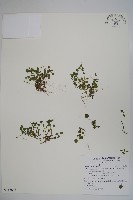 藏品(山桔梗)的圖片