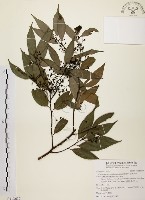 藏品(山肉桂、台灣肉桂)的圖片