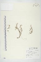藏品(花蓼)的圖片