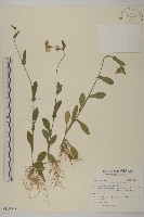 藏品(日本假蓬)的圖片