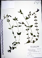 藏品(倒地蜈蚣)的圖片