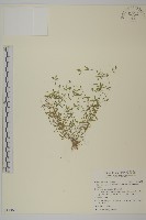 藏品(天蓬草)的圖片