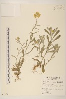 藏品(鼠麴草)的圖片