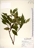 藏品(華八仙)的圖片