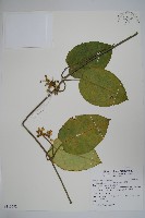 藏品(臺灣牛嬭菜)的圖片