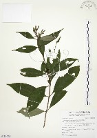 藏品(毛玉葉金花)的圖片