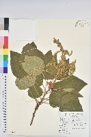 藏品(野桐)的圖片