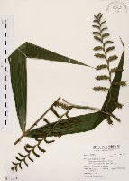 藏品(黃藤)的圖片