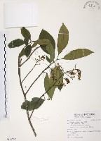藏品(山香圓)的圖片