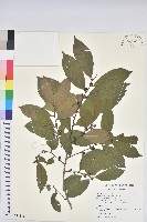 藏品(刺杜密)的圖片