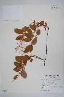 藏品(酸藤)的圖片