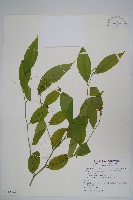 藏品(毛瓣蝴蝶木)的圖片