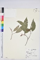 藏品(粗糠柴)的圖片