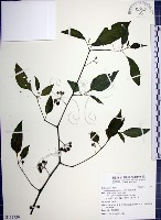 藏品(光果龍葵)的圖片