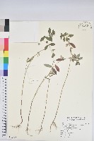 藏品(假紫斑大戟)的圖片