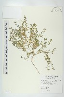 藏品(臭濱芥、臭薺)的圖片