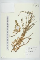 藏品(牡蒿)的圖片