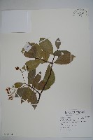 藏品(蘭嶼絡石)的圖片