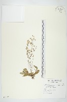 藏品(刀傷草)的圖片