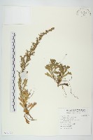藏品(牡蒿)的圖片