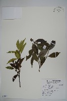 藏品(糊樗)的圖片