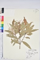 藏品(細葉三斗石櫟)的圖片