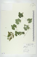 藏品(垂果瓜)的圖片