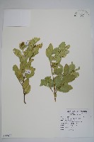 藏品(琉球黃楊)的圖片