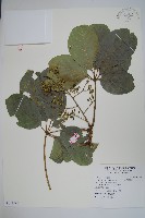 藏品(鴨腳木)的圖片