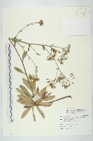 藏品(臺灣假黃鵪菜)的圖片