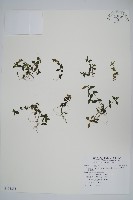 藏品(早田氏爵床)的圖片