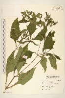 藏品(豨薟)的圖片