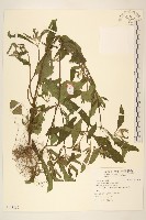 藏品(豨薟)的圖片