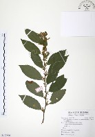 藏品(台灣山桂花)的圖片