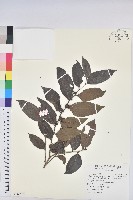 藏品(披針葉饅頭果)的圖片