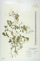 藏品(台灣碎米薺)的圖片