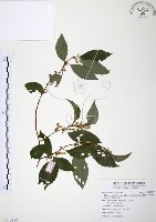 藏品(台灣山桂花)的圖片