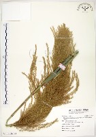 藏品(五節芒)的圖片