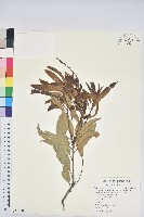 藏品(細葉三斗石櫟)的圖片