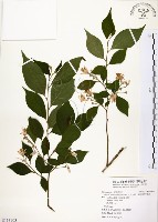 藏品(烏皮九芎、奮起湖野茉莉)的圖片