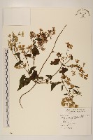 藏品(蔓澤蘭)的圖片