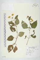 藏品(雙花蟛蜞菊)的圖片