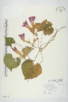 藏品(牽牛花)的圖片