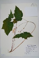 藏品(裂葉秋海棠、巒大秋海棠)的圖片