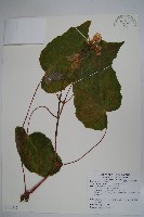 藏品(溪頭秋海棠)的圖片