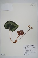 藏品(一口血秋海棠)的圖片