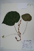 藏品(彎果秋海棠)的圖片